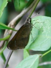 Synapte malitiosa