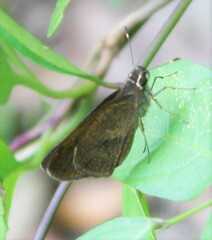 Synapte malitiosa