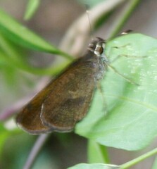 Synapte malitiosa