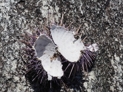 Strongylocentrotidae