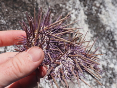 Strongylocentrotidae