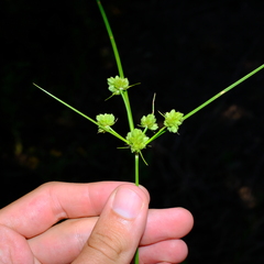 Cyperus pseudovegetus