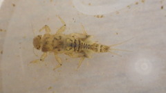 Leptohyphidae