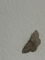 Scopula guancharia