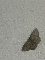 Scopula guancharia