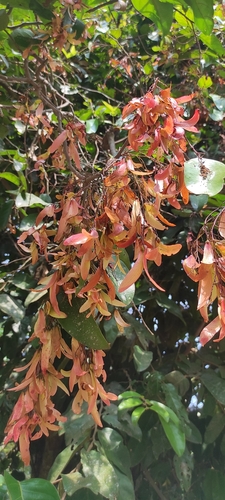 Image of Hopea ponga by (c) renjus box, some rights reserved (CC BY)