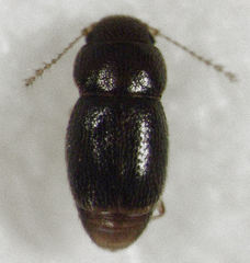 Ptinella ferruginea