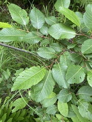 Salix pyrifolia