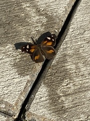 Libytheana carinenta