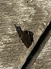 Libytheana carinenta