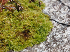 Herzogiella adscendens