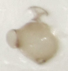 Ptinella ferruginea