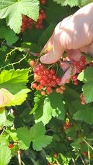 Ribes rubrum
