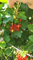 Ribes rubrum