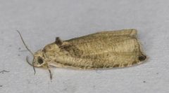 Olethreutes exoletum