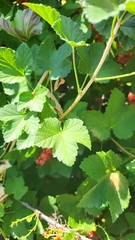 Ribes rubrum