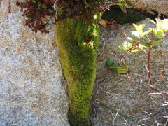 Herzogiella adscendens