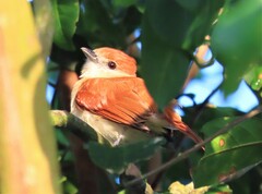 Pachyramphus rufus