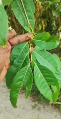 Olea dioica