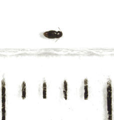 Ptinella ferruginea
