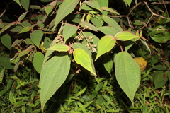Miconia bullosa