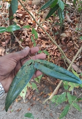 Memecylon umbellatum