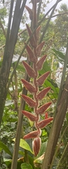 Heliconia vellerigera image