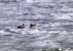 Speculanas specularis