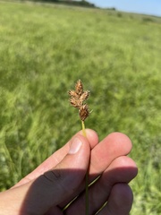 Carex bicknellii