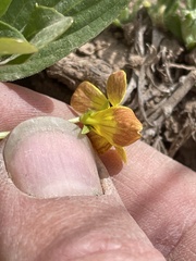 Viola praemorsa