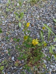 Trifolium aureum