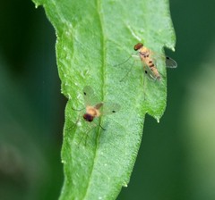 Chrysopilus modestus
