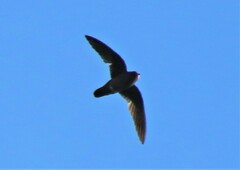 Streptoprocne rutila