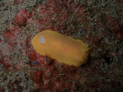 Baptodoris mimetica