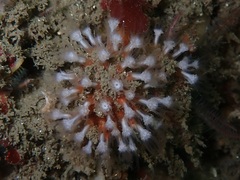 Clavularia