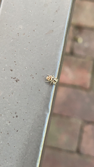 Salticus scenicus