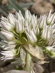 Allium brandegeei