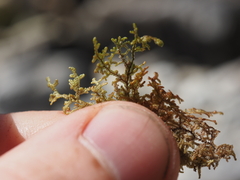 Frullania californica