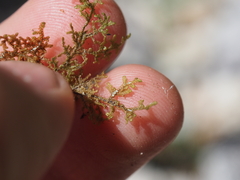 Frullania californica