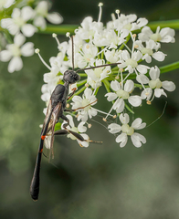 Gasteruption tarsatorius