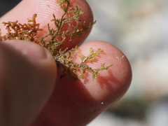 Frullania californica