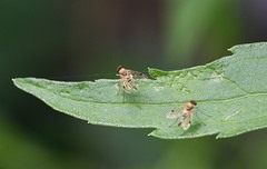 Chrysopilus modestus
