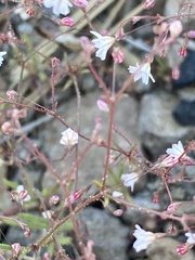 Eriogonum spergulinum