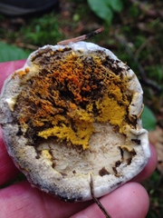 Hypomyces aurantius