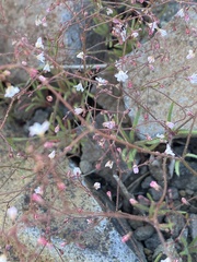 Eriogonum spergulinum