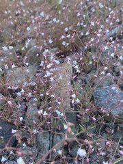 Eriogonum spergulinum