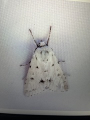Acronicta vulpina