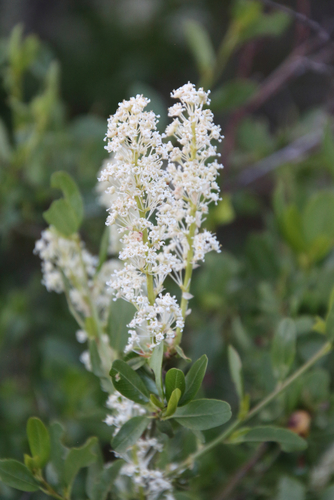 Image of Ceanothus palmeri by (c) psweet, some rights reserved (CC BY-SA)