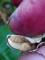 Hypomyces aurantius
