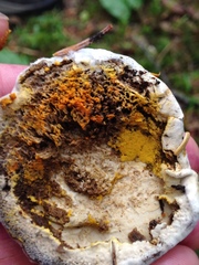 Hypomyces aurantius